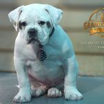 Grand Future Wonder - American Bulldog puppy for sale
