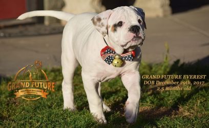 Grand Future Everest - American Bulldog