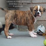 Grand Future Zephyra - American Bulldog puppy