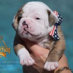 Grand Future American Bulldog Puppy