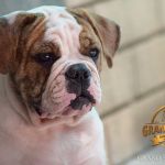 Grand Future Atlas - male American Bulldog puppy