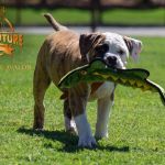 Grand Future Avalon - American Bulldog puppy