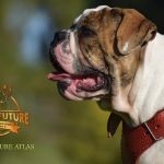 Grand Future Atlas - American Bulldog puppy (male)