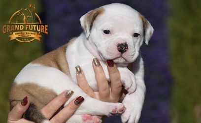 Grand Future American Bulldog Puppy