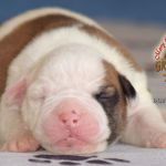 Grand Future American Bulldog Puppy