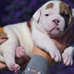 Grand Future American Bulldog Puppy