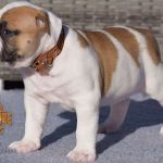 Grand Future American Bulldog Puppy