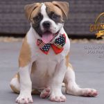 Grand Future Quantum - Male American Bulldog Puppy For Sale