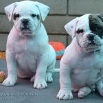 Grand Future Wonder - American Bulldog Puppy For Sale