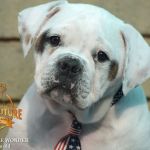 Grand Future Wonder - American Bulldog puppy for sale