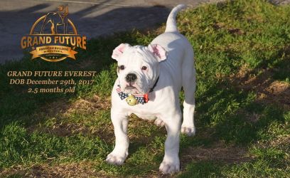 Grand Future Everest - American Bulldog