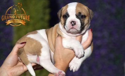 Grand Future American Bulldog Puppy
