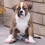 Grand Future Zephyra - American Bulldog puppy