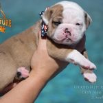 Grand Future American Bulldog Puppy