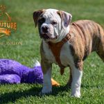 Grand Future Avalon - American Bulldog puppy