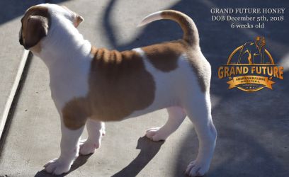 Grand Future Honey