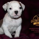 Grand Future Jeopardy - Male