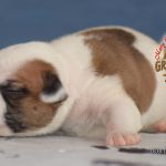 Grand Future American Bulldog Puppy