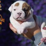 Grand Future American Bulldog Puppy