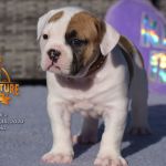 Grand Future American Bulldog Puppy