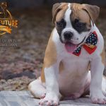 Grand Future Quantum - Male American Bulldog Puppy For Sale