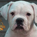 Grand Future Snowflake - American Bulldog Puppy for sale