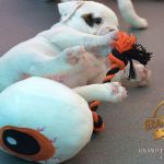 Grand Future American Bulldog Puppies