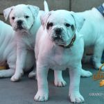 Grand Future Wonder - American Bulldog Puppy For Sale