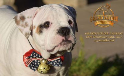 Grand Future Everest - American Bulldog