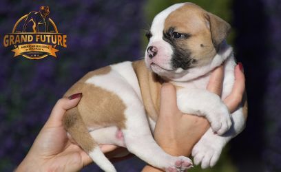 Grand Future American Bulldog Puppy