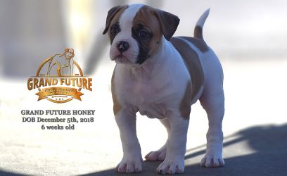 Grand Future Honey