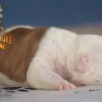 Grand Future American Bulldog Puppy