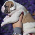 Grand Future American Bulldog Puppy