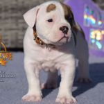 Grand Future American Bulldog Puppy