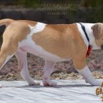 Grand Future Quantum - Male American Bulldog Puppy For Sale
