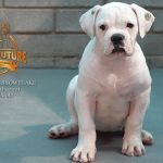 Grand Future Snowflake - American Bulldog Puppy for sale