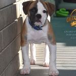 Grand Future Unity (female) American Bulldog Puppy for sale