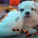 Grand Future American Bulldog Puppies