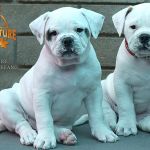 Grand Future Wonder - American Bulldog Puppy For Sale