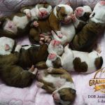 Grand Future American Bulldog Puppies