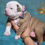 Grand Future American Bulldog Puppy