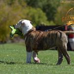 Grand Future Avalon - American Bulldog puppy