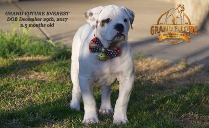 Grand Future Everest - American Bulldog
