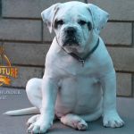 Grand Future Wonder