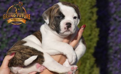 Grand Future American Bulldog Puppy