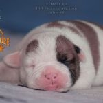 Grand Future American Bulldog Puppy