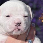 Grand Future American Bulldog Puppy