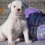 Grand Future American Bulldog Puppy