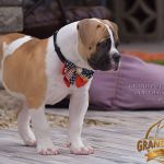 Grand Future Quantum - Male American Bulldog Puppy For Sale
