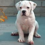 Grand Future Snowflake - American Bulldog Puppy for sale